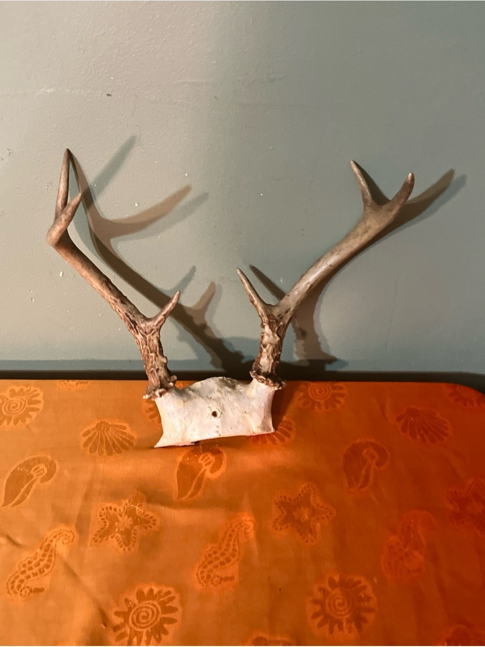 Whitetail Deer Antlers Horns Rustic Decor  taxidermy Antler Farmhouse 6 Pt B